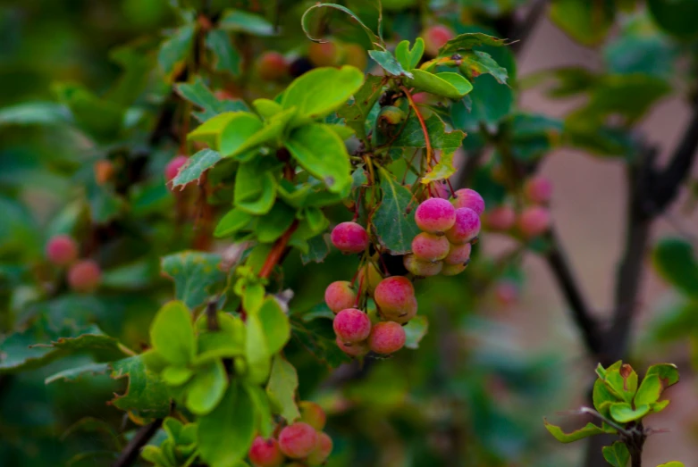 this po shows the fruits still on the tree