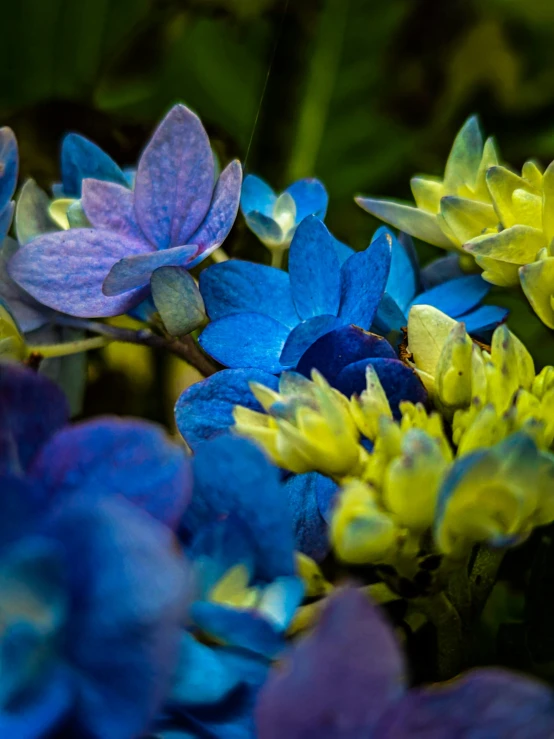 a group of flowers with purple and yellow in the middle