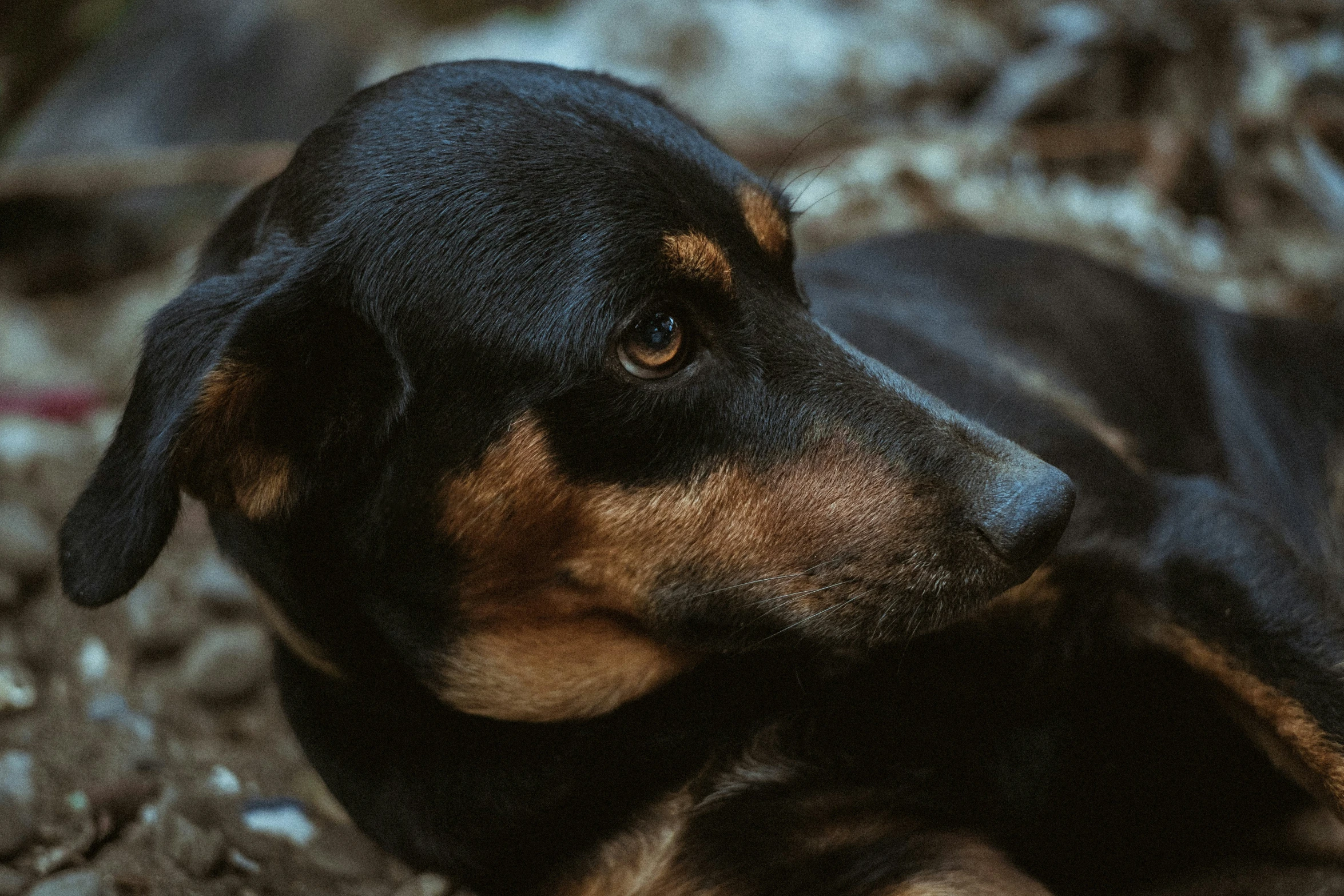 an adorable dog resting on the ground with his eyes open