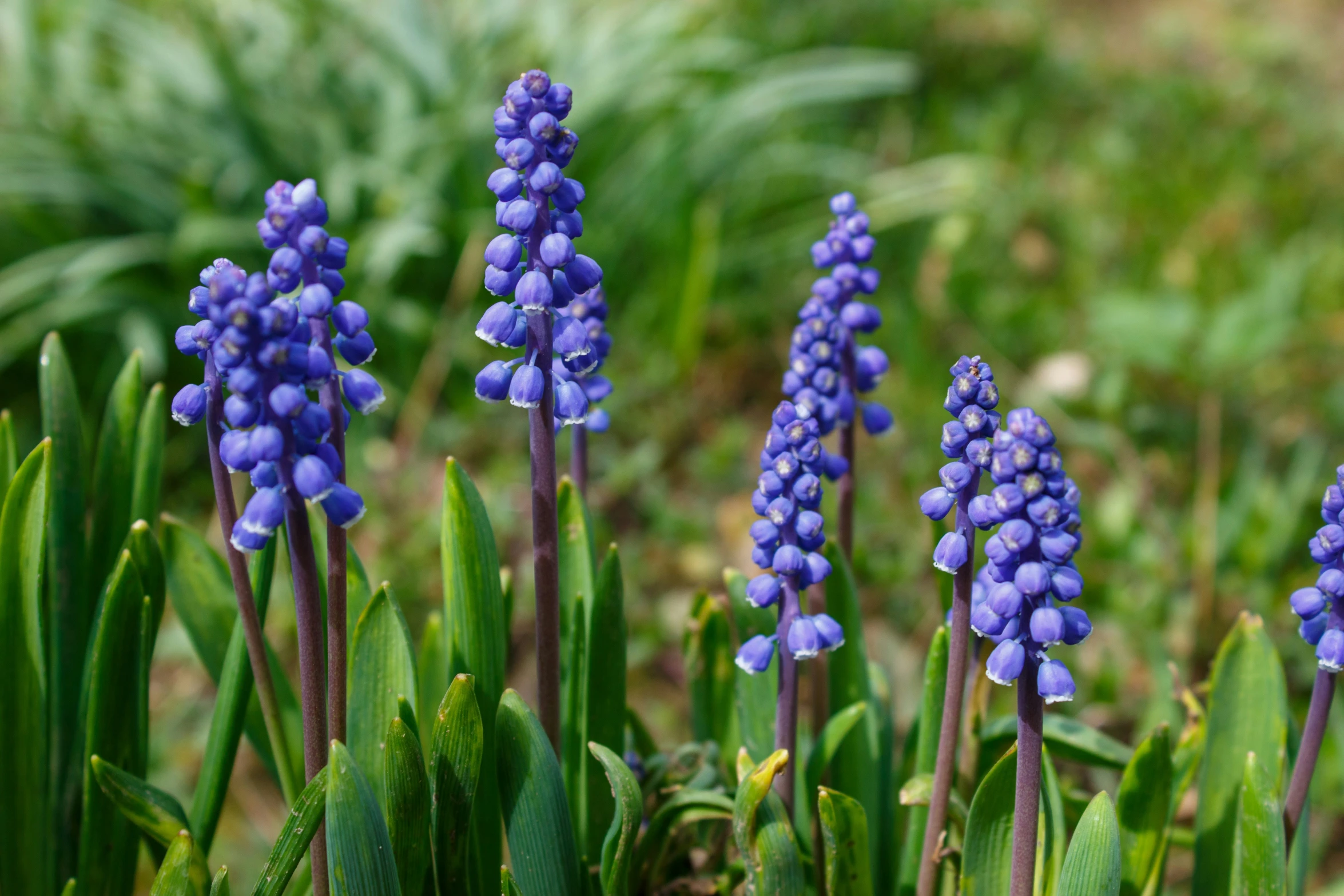 several blue flowers near green stems in a garden