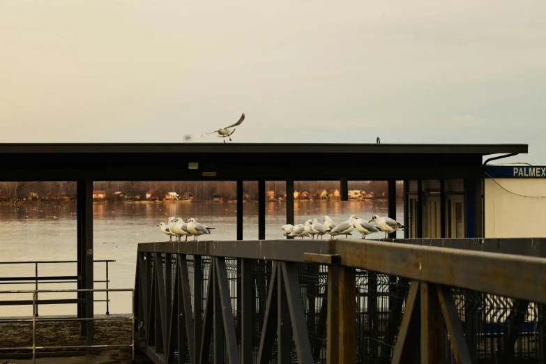 birds on a pier with a body of water