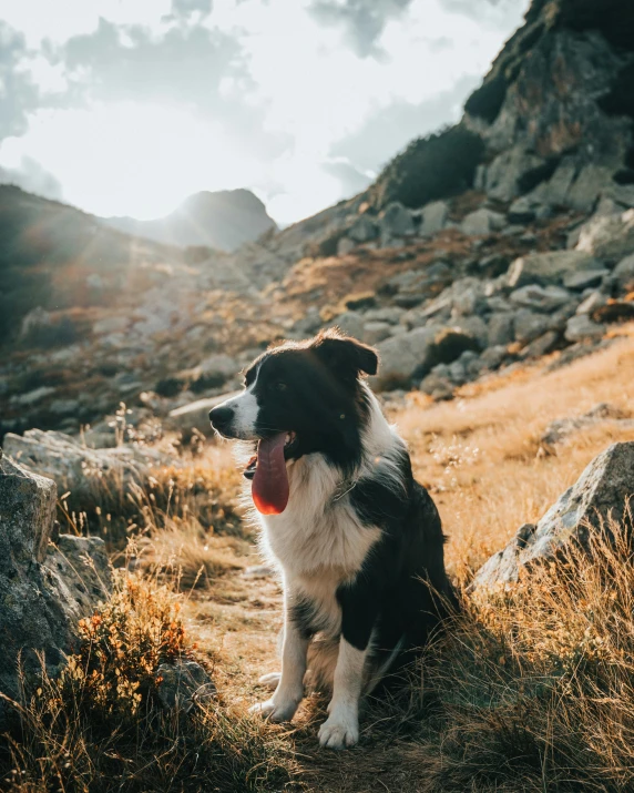 a dog sitting on the grass and rocks