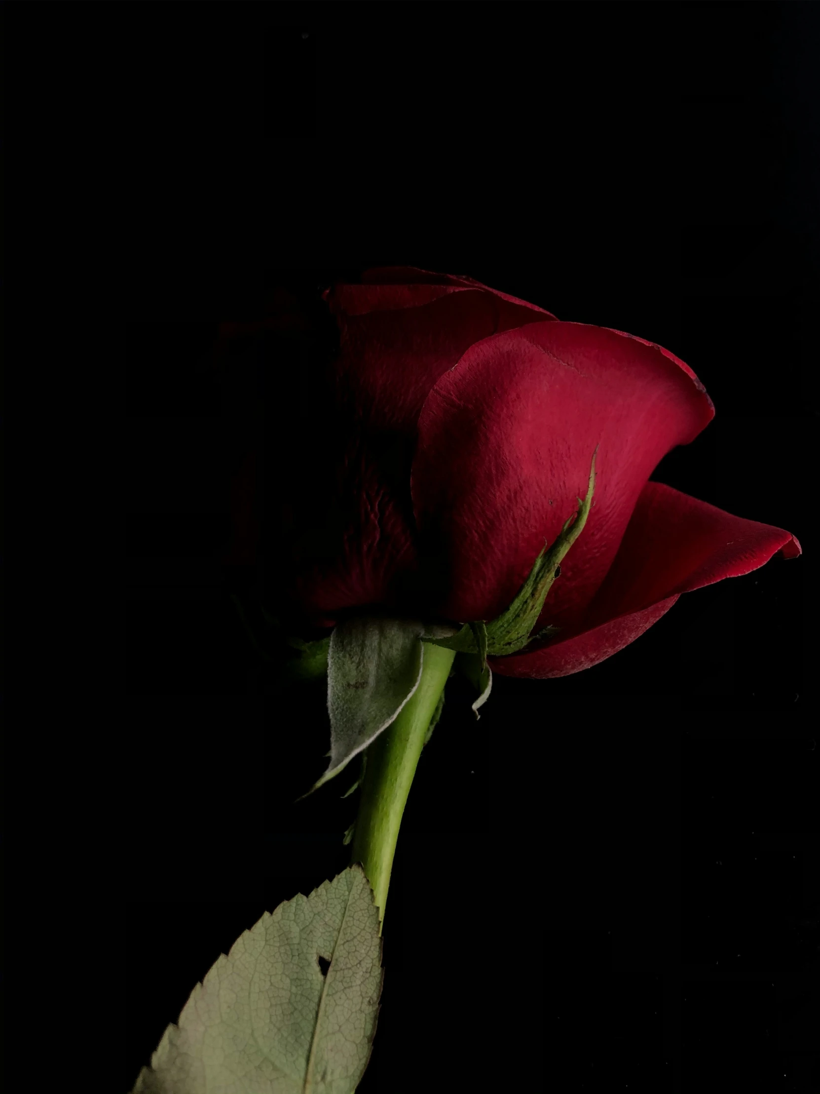 a single red rose is shown against a black background