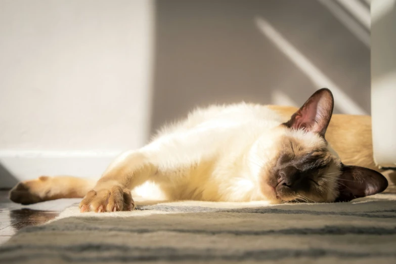 a white and brown cat laying on top of a carpet