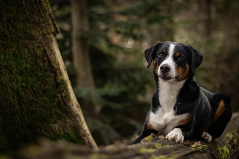 a dog sits near a tree in the woods