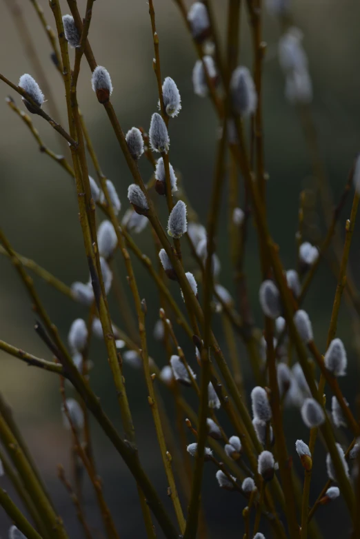 this tree has very little white flowers growing