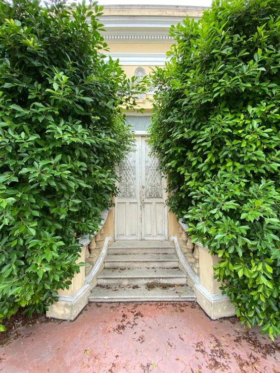 this is a stone staircase through some plants