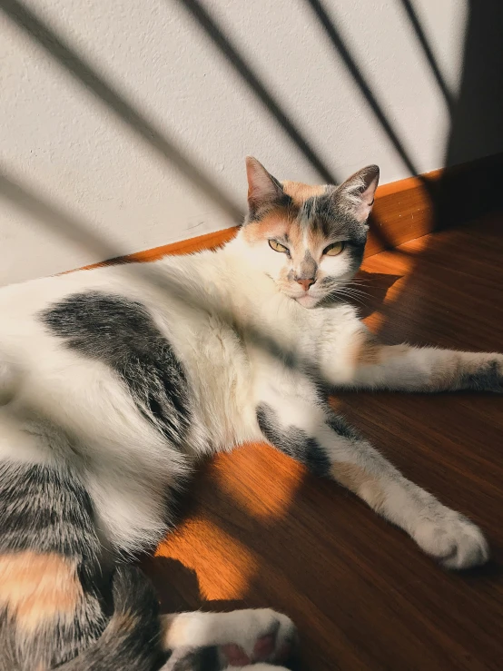 a cat that is laying on a wooden floor