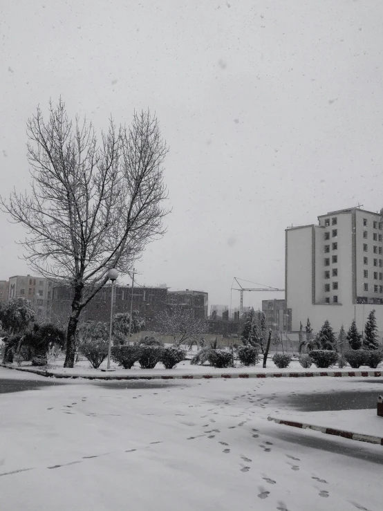 there is snow on the ground and bare trees on the street