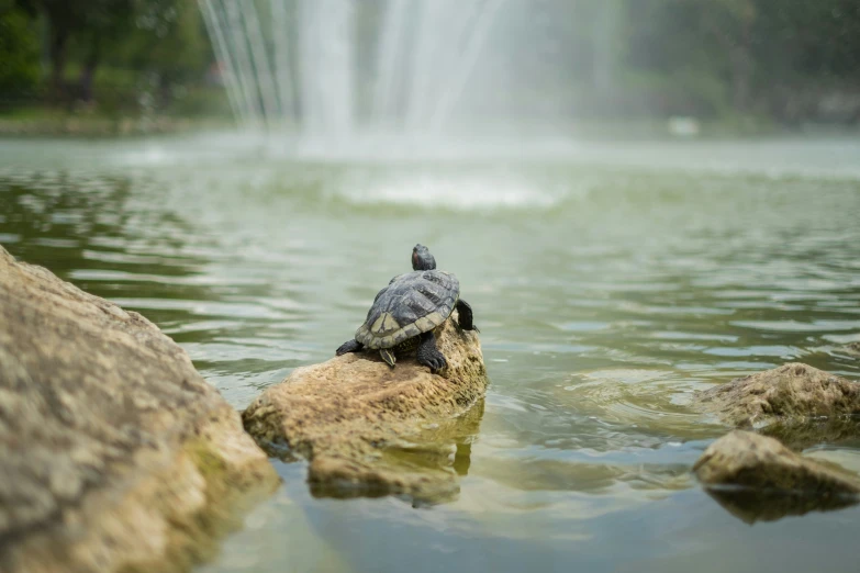 a turtle on top of a rock in the water