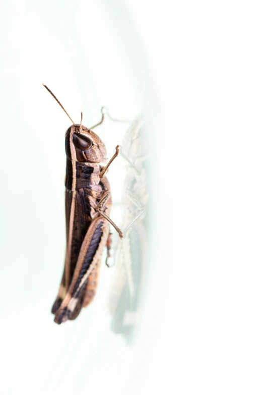 a bug sitting on the side of a table