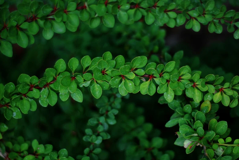 a close up of some green plants on a stem