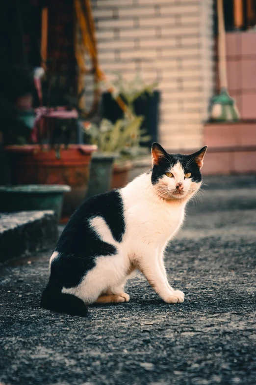 a black and white cat is sitting on the road