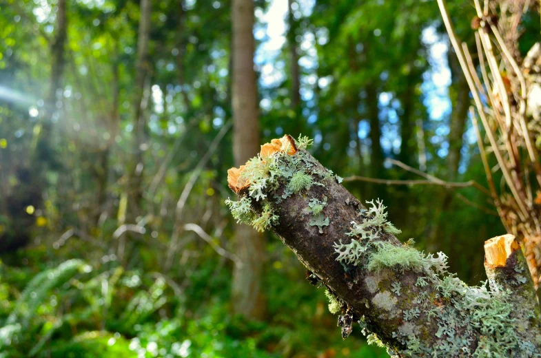 a green moss covered nch in a forest