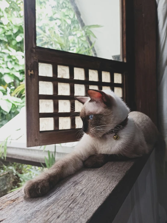 a cat sits on a windowsill looking in a window