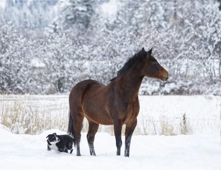 a brown horse standing on top of a snow covered field