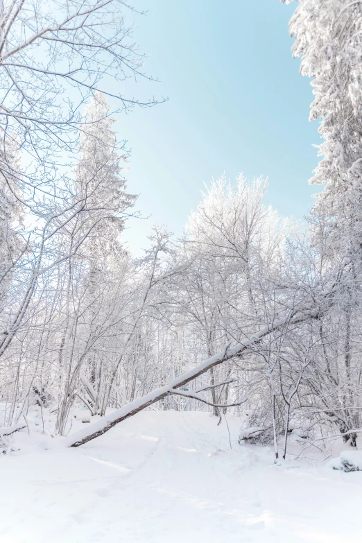 a view up the mountain side with lots of trees covered in snow