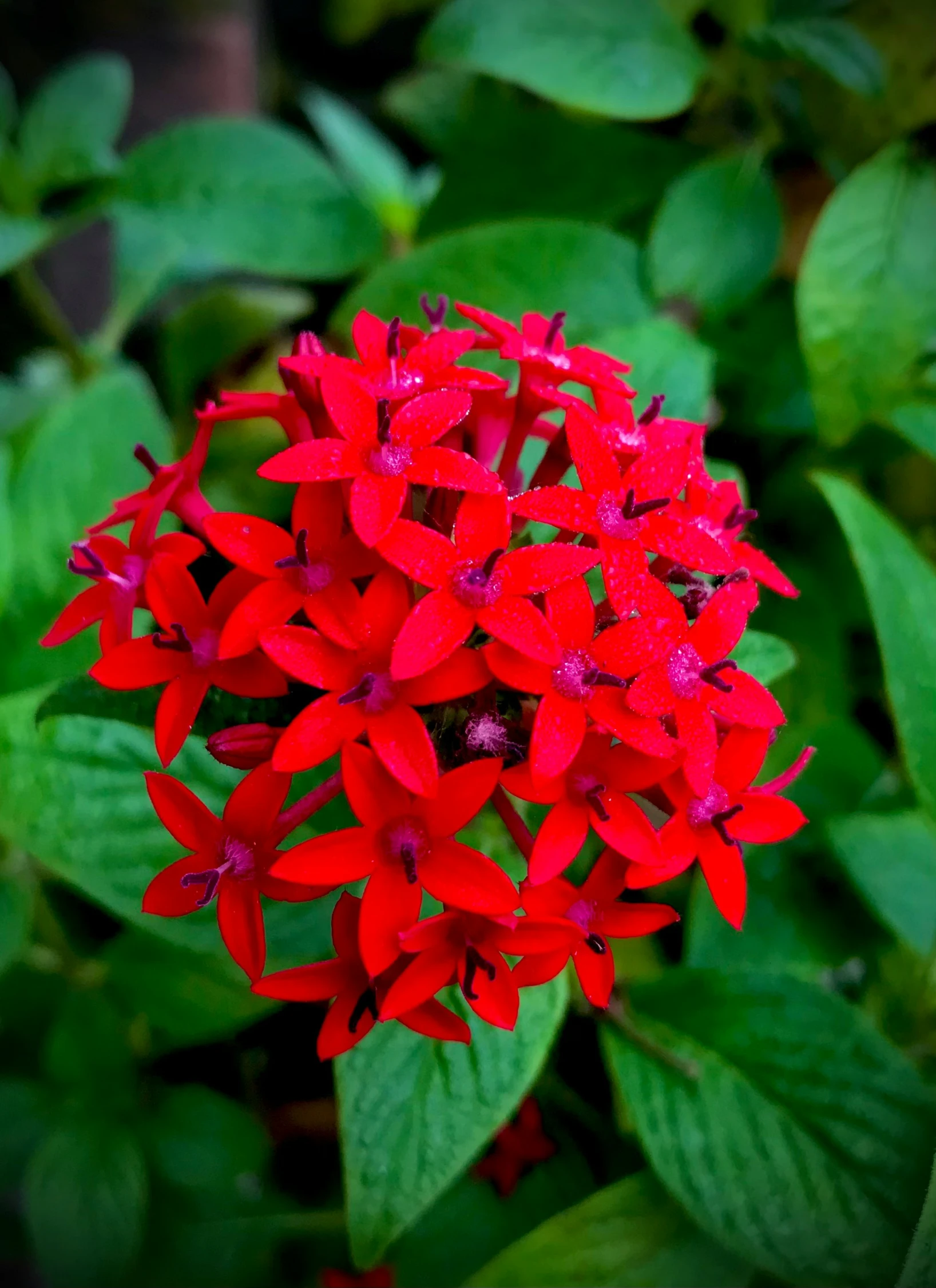 closeup of red flowers on green leaves