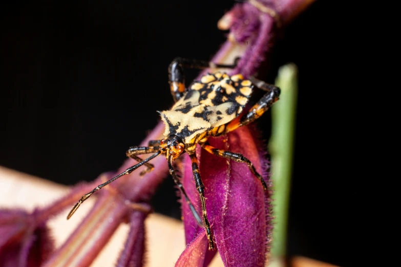 a large bug sitting on a leaf covered in water