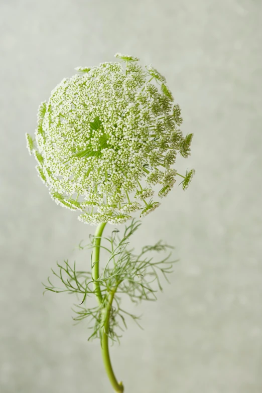 a green and white flower on top of a table