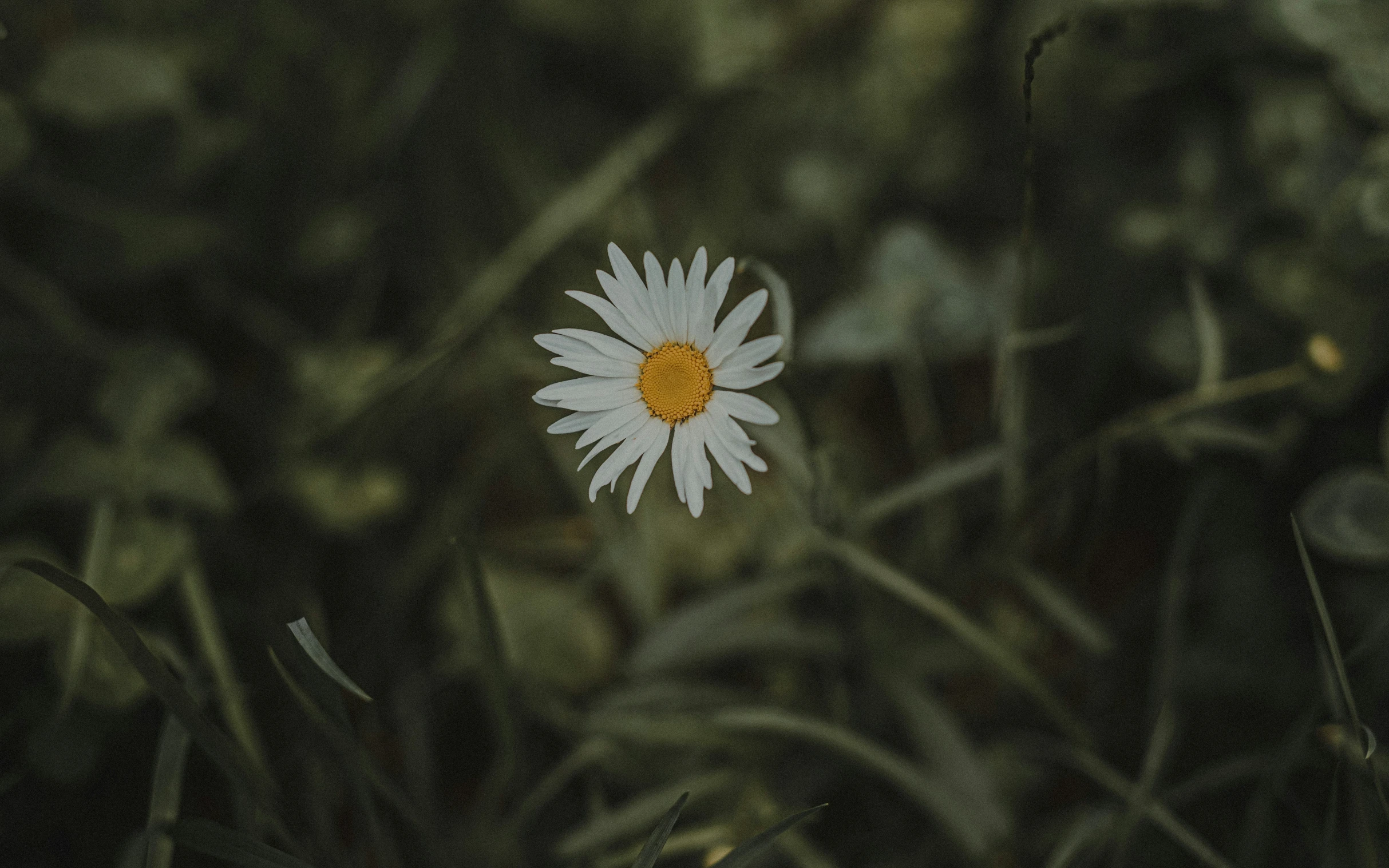 a single daisy is seen in the middle of grassy area