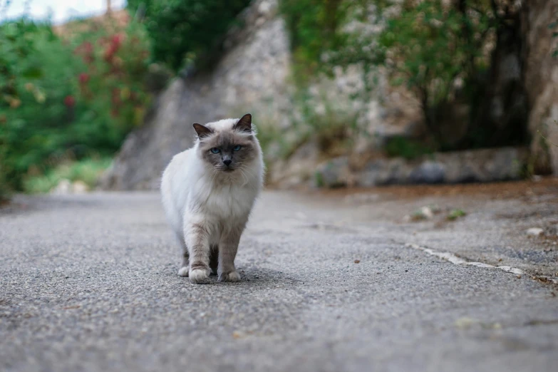 there is a cat that is walking on the street