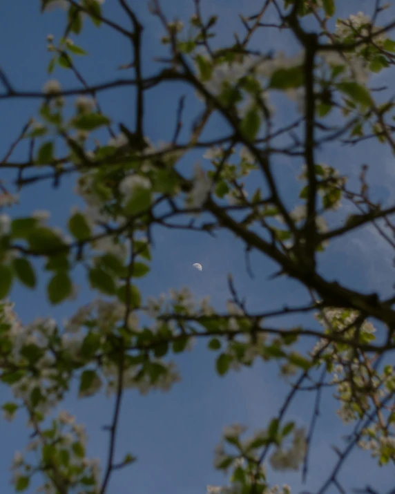 a full view of tree nches with white flowers