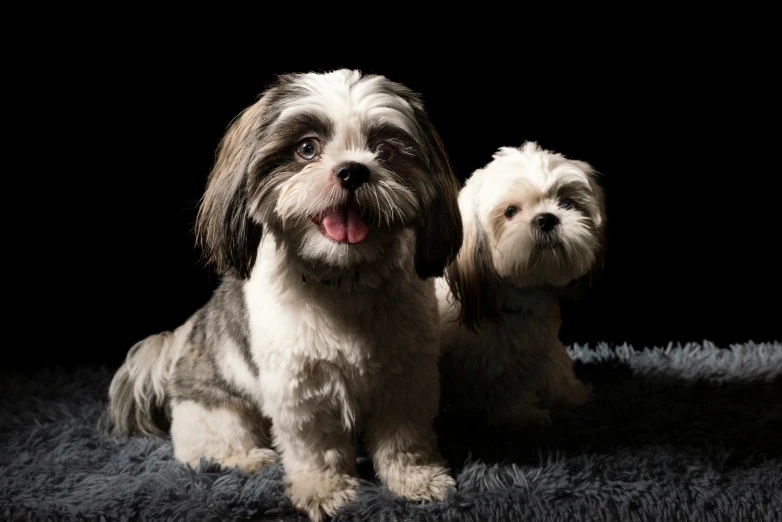 two dogs that are sitting down on some carpet