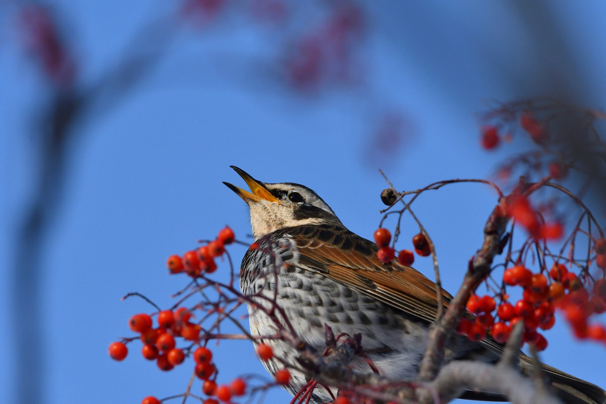 a bird sits on top of a nch with berries