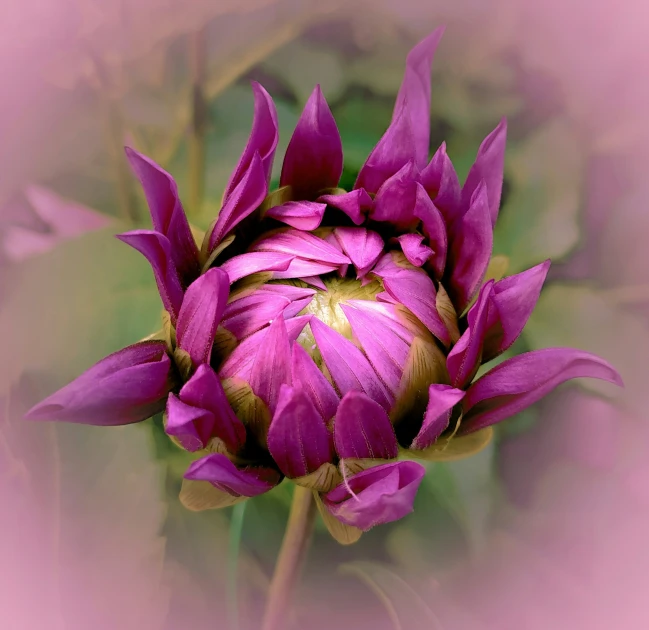 the picture is of a purple flower