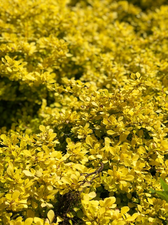 yellow plants in a field with one red stop light shining on them