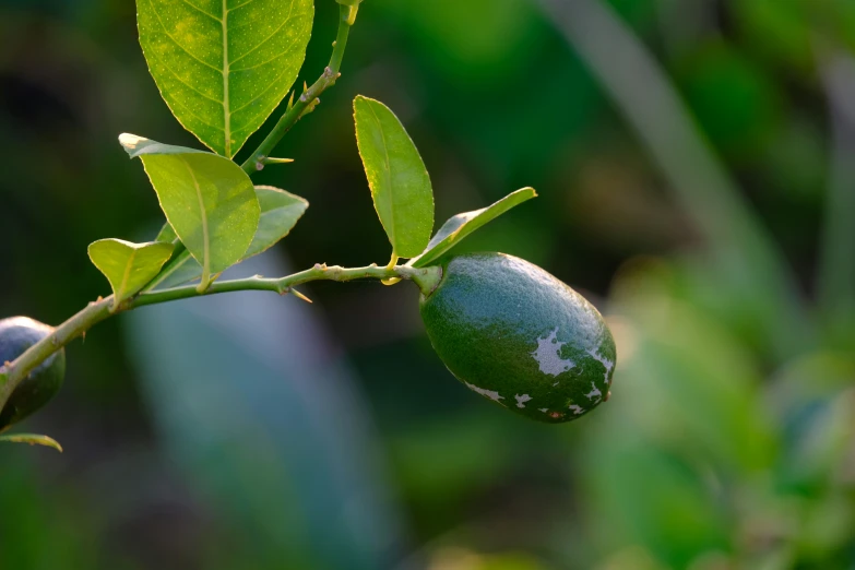 a small green fruit grows on the tree