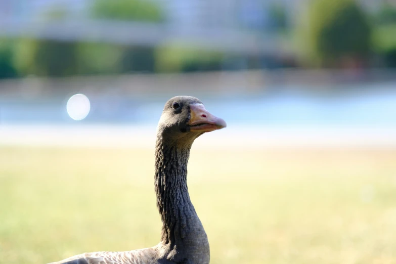 an ostrich is standing in the grass near water