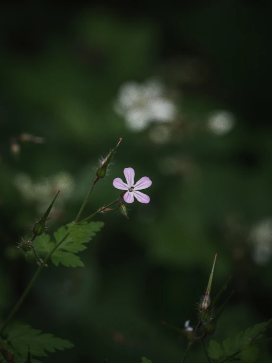 a small flower is in a blurry picture