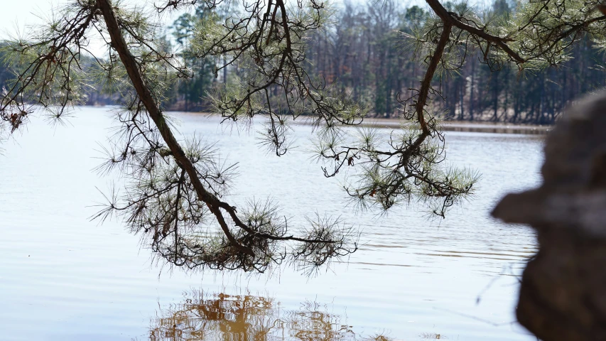 a large body of water sitting in the middle of a forest