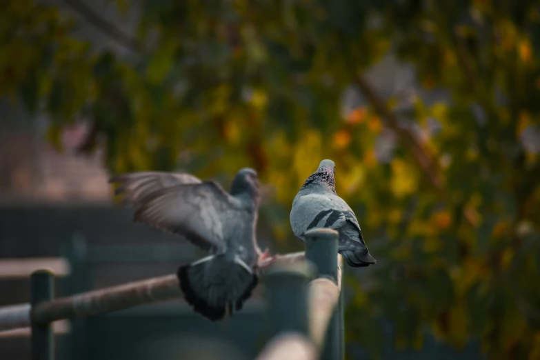 two pigeons are perched on top of a pole