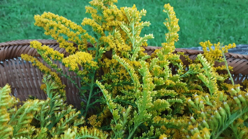 there is an outdoor garden with plants in the basket