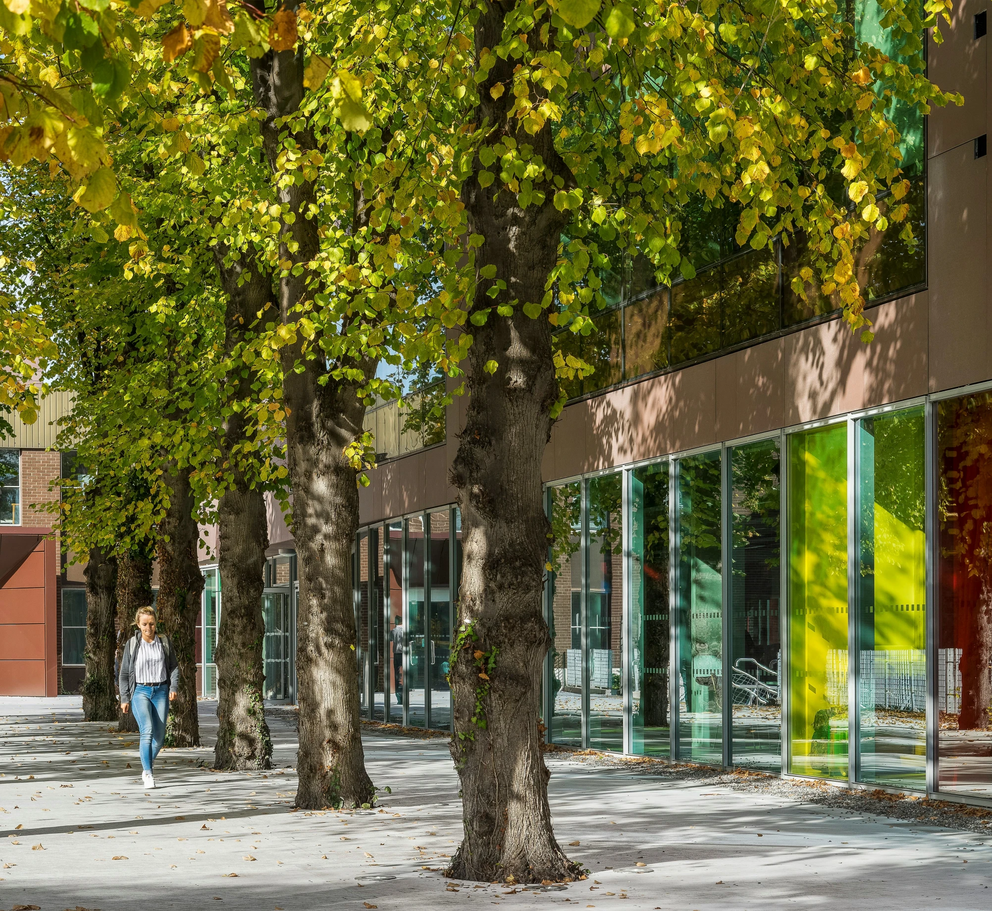 a tree that is in front of a building with many windows