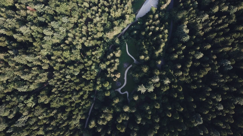 aerial view from the air looking down at trees and a winding road