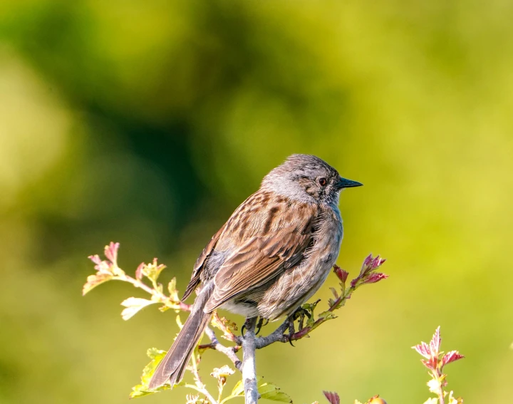 a brown and grey bird perched on top of a flower stem