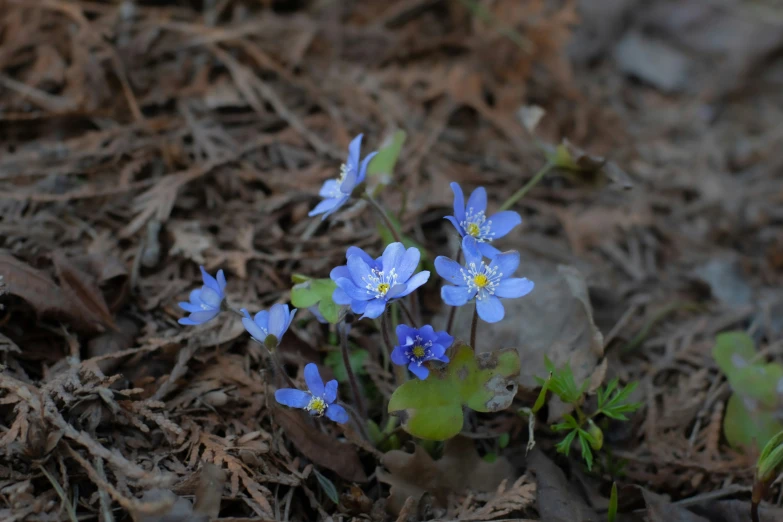 blue flowers grow through the forest floor in spring