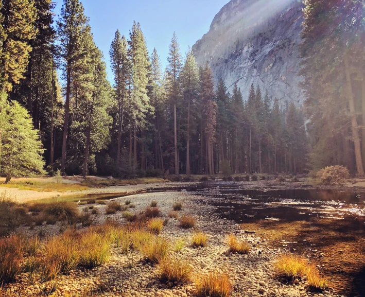 a landscape of trees, plants, and a body of water