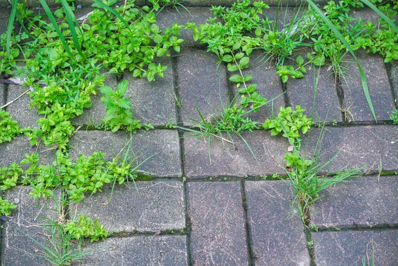 several plant life growing from an old pavers stone patio