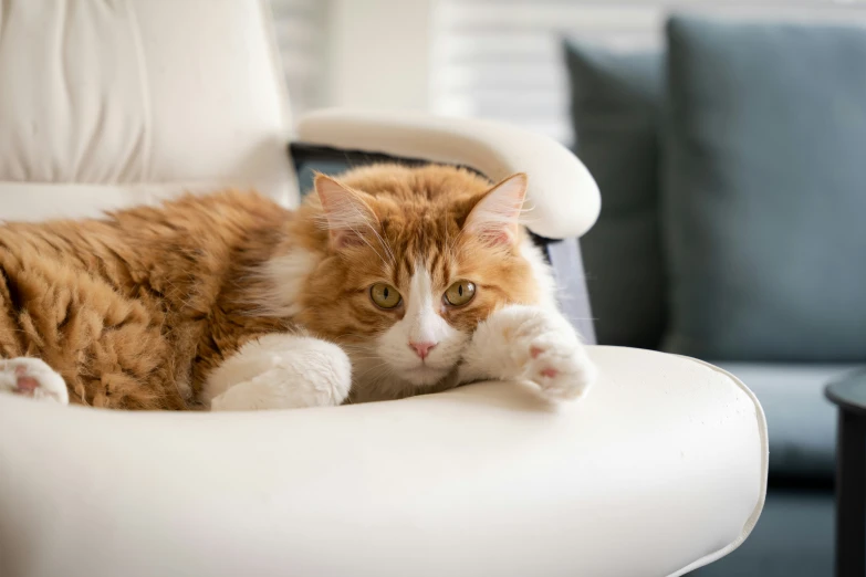 a cat laying in a chair on top of a table