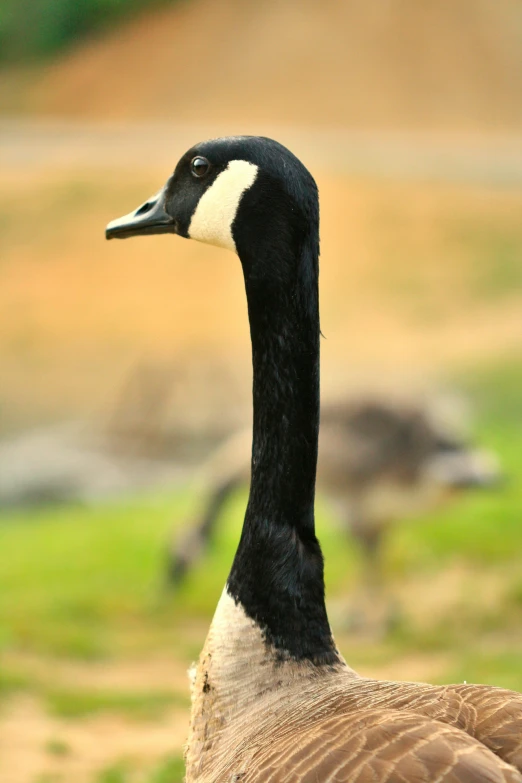 a large duck standing on top of a field