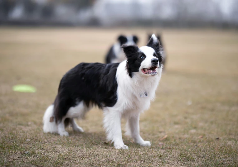 two dogs on a field with grass and a dog is barking