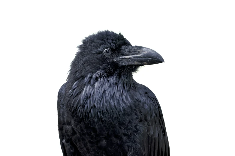 a black crow is sitting on the corner of the frame