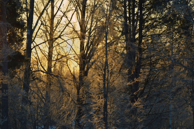 a snow covered forest with a few trees