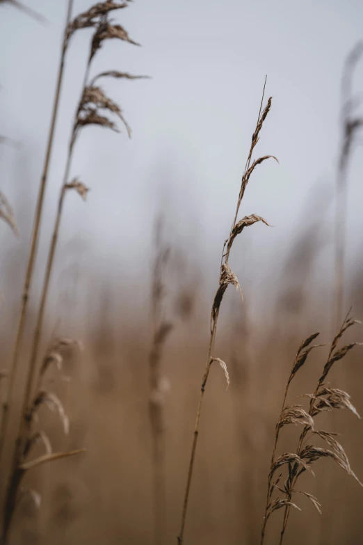 a blurry s of a brown field with dry grass