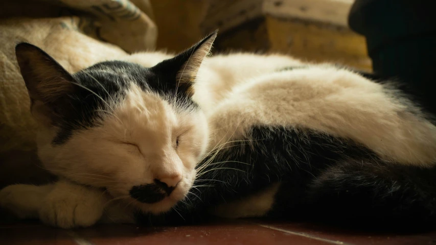 a black and white cat is asleep in a room